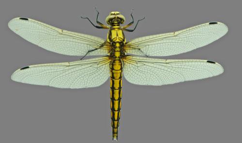 Réf. 248 439 : Orthetrum cancellatum
